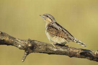 Eurasian Wryneck (Jynx torquilla), Baden-Wuerttemberg, Germany