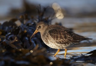 Purple Sandpiper (Calidris maritima), Schleswig-Holstein, Germany