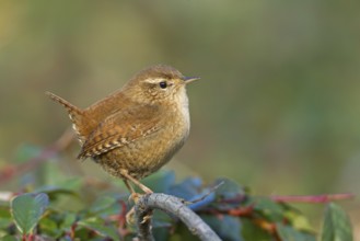 Eurasian Wren (Troglodytes troglodytes), Baden-Wuerttemberg, Germany