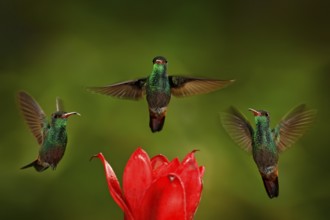 Three birds with red flower. Rufous-tailed Hummingbird, Amazilia tzacatl, bird flying next to