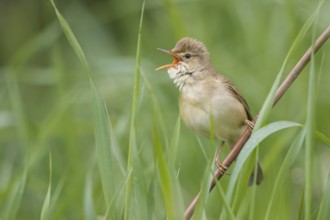 Marsh Warbler (Acrocephalus palustris) male singing in reeds, Poland