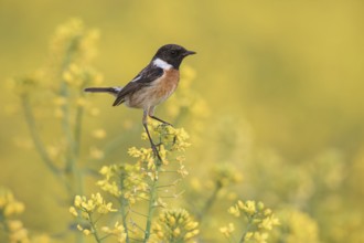 European Stonechat (Saxicola rubicola) male perched in a rape field, Poland