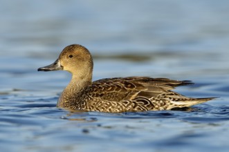 Northern Pintail (Anas acuta) female, British Columbia, Canada