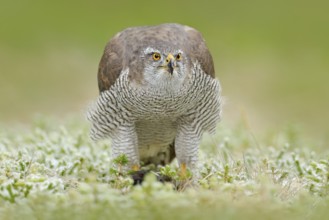 Goshawk, Accipiter gentilis, feeding on killed dark squirrel in the forest. Bird of Prey in the