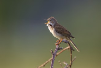 Common Whitethroat (Sylvia communis) singing, North Rhine-Westphalia, Germany