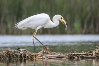 Great Egret (Ardea alba) eating a fish, Subotica, Serbia