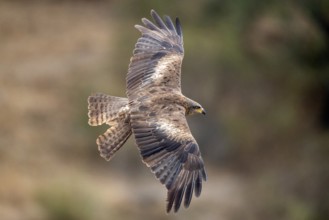 Black Kite (Milvus migrans) flying, Extremadura, Spain