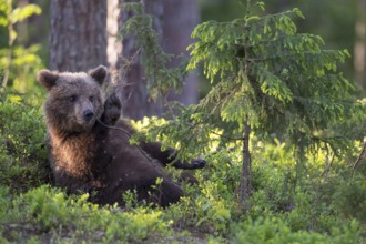 Eurasian Brown Bear (Ursus arctos) cub resting and waving its paw in forest, Finland