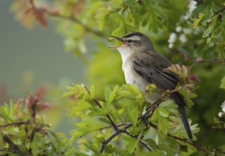 Sedge Warbler (Acrocephalus schoenobaenus) singing, Schleswig-Holstein, Germany