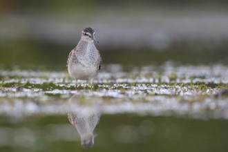 Wood Sandpiper (Tringa glareola) foraging, North Rhine-Westphalia, Germany