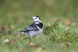 Pied Wagtail - Trauerbachstelze - Motacilla alba ssp. yarelli, Great Britain