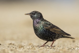 Common Starling - Star - Sturnus vulgaris ssp. vulgaris, Spain