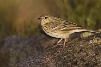 Tree Pipit - Baumpieper - Anthus trivialis ssp. trivialis, Germany