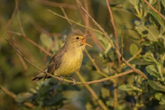 Icterine Warbler (Hippolais icterina) singing, Schleswig-Holstein, Germany
