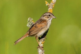 Swamp Sparrow Melospiza georgiana Tamarack, Aitken County, Minnesota, United States 18 June Adult