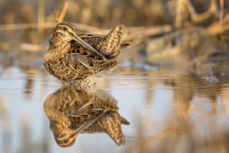 Common Snipe (Gallinago gallinago) foraging, Burgenland, Austria