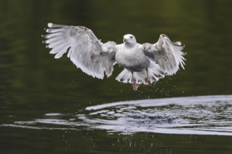 European Herring Gull (Larus argentatus) flying, Nord-Trondelag, Norway