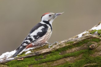 Middle Spotted Woodpecker (Dendrocoptes medius) climbing up old mossy tree trunk, Poland