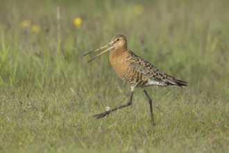 Black-tailed Godwit (Limosa limosa) calling, Iceland