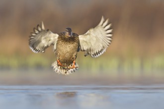 Mallard (Anas platyrhynchos) female flying, British Columbia, Canada