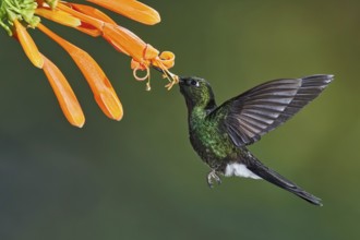 Tourmaline Sunangel (Heliangelus exortis) flying while feeding on flower nectar, Ecuador