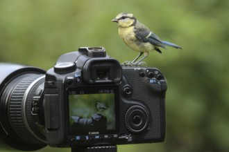 Eurasian Blue Tit (Cyanistes caeruleus) juvenile, Lower Saxony, Germany
