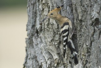 Eurasian Hoopoe (Upupa epops), Brandenburg, Germany