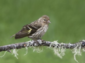 Pine Siskin (Spinus pinus), Saskatchewan, Canada