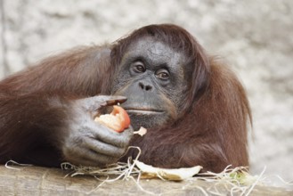 Bornean orangutan (Pongo pygmaeus), female, captive, occurring on Borneo