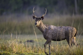 Sambar or horse deer (Cervus unicolor), Corbett National Park, near Ramnagar, Uttarakhand State,