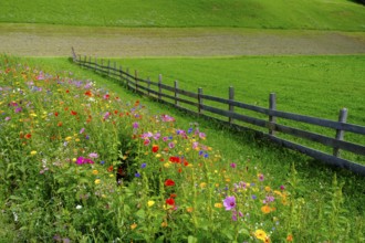 Wildflower meadow, Sesto, Dolomites, Val Pusteria, South Tyrol, Italy