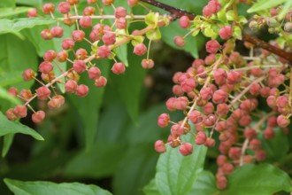 Japanese redroot (Coriaria japonica), Netherlands