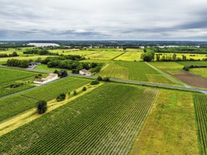 Grape fields around Castle of La Riviere, Vineyard Chateau de La Riviere from a drone, Bordeaux,