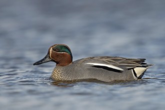 Teal (Anas crecca), male in a colourful magnificent kled, summer dress floating in the water,