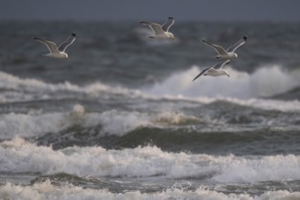 Herring gulls (Larus argentatus) in flight over the surf looking for starfish, Hvide Sande, North