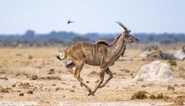 Greater kudu (Tragelaphus strepsiceros), young male, running, Nxai Pan National Park, Botswana