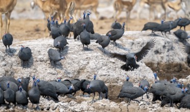 Helmeted guinea fowl (Numida meleagris), flock at the waterhole, Nxai Pan National Park, Botswana
