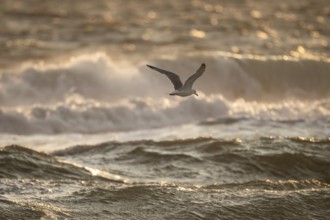 Herring gull (Larus argentatus) in flight over the surf looking for starfish, evening light, Hvide