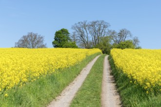 A grassy field path divides rapeseed fields under a bright blue sky, near Winnenden,