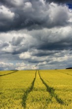 Golden wheat field under a dramatic sky with dark clouds and visible tractor trails. Limagne Plain.