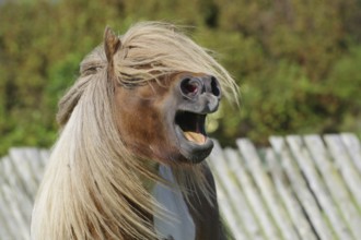 A horse with a flowing mane and open mouth neighing in front of a pasture fence in a rural setting,