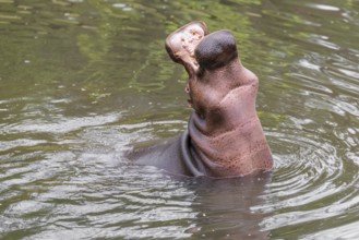 An adult male hippopotamus (Hippopotamus amphibius) shows aggression and defends its territory