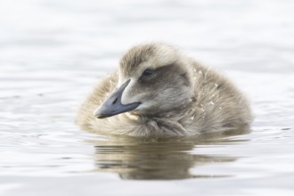 Common Eider (Somateria mollissima) juvenile, Iceland