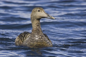Common Eider (Somateria mollissima) female, Iceland