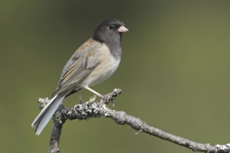 Oregon Junco (Junco hyemalis oreganus), British Columbia, Canada