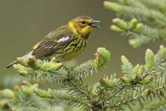 Cape May Warbler (Setophaga tigrina) singing, Manitoba, Canada
