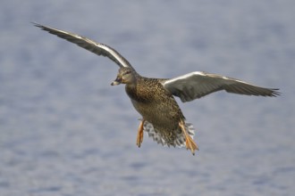 Mallard (Anas platyrhynchos) female flying, British Columbia, Canada