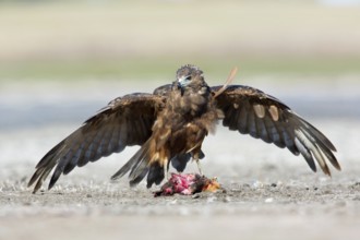 Swamp Harrier (Circus approximans) juvenile, Victoria, Australia