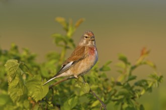 Bluthänfling (Acanthis cannabina) Linnet, male