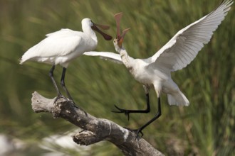 Eurasian Spoonbill (Platalea leucorodia) juvenile, Andalusia, Spain